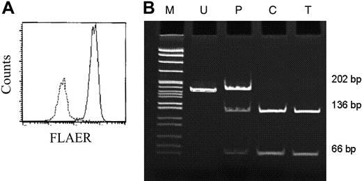 Figure 3. Characterization of aerolysin resistant T-cell clones. (A) Flow cytometric analysis of pooled aerolysin-resistant T-cell clones. Day-16 colonies were washed and stained with FLAER. — represents expanded T-cell clones grown without aerolysin; –, expanded T-cell clones grown in the presence of aerolysin. (B) Mutation from CFU-GM/AE 9/7 lost MslI restriction site, which is CACAA′GGATG. Thus, MslI was used to screen aerolysin-enriched T-cell clones grown from the same donor. A total of 8 aerolysin-resistant T-cell clones were individually plucked and genomic DNA was extracted. A representative example is shown. Exon 4 of the PIG-A gene was amplified with the proofreading polymerase Pfu Ultra using the primers shown in Figure 1 and Table 1. The products were purified and digested with MslI. The PCR product from CFU-GM/AE 9/7 (lane P) which serves as a positive control were mixed in a 1:1 ratio with the normal allele, because the PIG-A gene is on the X chromosome and the X chromosome is randomly inactived in females. The TF1 cell line (lane C) serves as a normal control. Lane U represents uncut DNA from the T-cell clone and lane T shows the consequence of the Ms1I digest of DNA from a representative T-cell clone. M indicates molecular size markers.