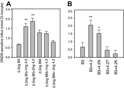 Figure 2. The effect of removal of band-3 N-terminus and of protein-4.2 HS mutations on the enhancement of B3-specific chloride transport by protein 4.2. The cRNAs encoding either band 3 (B3) or band-3 membrane domain (BM) were injected into oocytes either alone or with protein 4.2 or protein-4.2 variants. DNDS-sensitive chloride influx (20 min) was measured 24 hours after injection with cRNA using groups of 12 to 15 oocytes as described previously.30 Results are shown as means ± SEM for comparisons with the relevant B3 alone sample by Student t test: **P < .005, *P < .05. Similar results to those shown in panels A and B have been observed in at least 3 separate experiments. Panel A shows the effects of the removal of the B3 N-terminus (construct BM) on the 4.2 enhancement effect. B3 (0.5ng) or BM (0.3 ng) cRNAs were coinjected with 1 and 2 ng protein 4.2. Protein 4.2 only enhanced B3-specific chloride transport and not that of BM. This result is consistent with the protein-4.2 binding site being on the B3 N-terminus. Panel B shows the effect of 3 different HS mutations (4.2 Nippon, 4.2N; 4.2Tozeur, 4.2T; 4.2Komatsu, 4.2K) on the ability of protein 4.2 to enhance band-3 chloride transport. In panel B, 0.5 ng B3 cRNA was coinjected with 1.5 ng protein 4.2 or protein-4.2 variant cRNA. Protein 4.2 Nippon increased the chloride uptake induced by intact B3 nearly as much as normal protein 4.2. Neither protein 4.2 Tozeur nor protein 4.2 Komatsu had an effect on chloride uptake when coexpressed with intact B3.