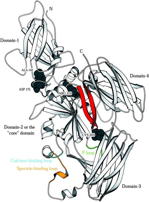 Figure 6. Protein-4.2 homology model. Ribbon representation of the model of protein 4.2. Space-filled residues are the 3 mutation sites (Nippon, A142T; Komatsu, D175Y; Tozeur, R310Q) and the palmitoylation site (C203). The proposed band-3–binding site on protein 4.243 is located on a hairpin region (red) that also contains the known palmitoylation site of protein 4.243 (C203 in the hairpin reverse turn). Transglutaminases such as 1G0D,33 1KV3,34 and 1EVU44 (factor XIII) have a catalytic triad comprising H332, C333, and D355 (1G0D numbering). The corresponding residues in the model of protein 4.2 are T, Q, and D, hence the catalytic triad is missing and no transglutaminase activity is expected. It has been shown that protein 4.2 binds adenosine triphosphate and that binding is associated with a P-loop type sequence GEGQRGR (residues 346-352; green).45 The protein-4.2 model has 2 conserved glutamate residues whose side chains coordinate a calcium ion in other family members (protein 4.2: E469, E474; 1L9N: E443, E44846; 1EVU: E485, E49044). This putative calcium-binding site (cyan) is at the N-terminus of a 3-turn helix corresponding to helix-14 in the 1G0D template. The template structure has a stretch of 10 residues that do not appear in the crystal structure (due to disorder) connecting the C-terminal end of this helix (G0D1 residue) to the first strand of domain 3. Protein 4.2 also has a sequence insertion of 9 residues with respect to the template in this region. Hence the protein-4.2 model required a 19-residue linker between domains 2 and 3 to be modeled ab initio and must be considered as the least reliable part of the model with respect to structural detail. Interestingly, this region (colored orange) contains the sequence (482 EKEKMEREKD 491) that is responsible for the binding of spectrin by protein 4.2.16 The proximity of the calcium-binding loop to the spectrin-binding loop is suggestive of a role for calcium in controlling spectrin binding.