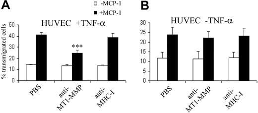Figure 2. MT1-MMP plays a role in MCP-1–induced transmigration of monocytes through activated endothelial cells. Monocyte transmigration was analyzed in Transwell assays on 3 μm–pore filters coated either with endothelial monolayers previously activated with 20 ng/mL TNF-α for 2 hours (A) or with resting endothelial monolayers (B). MCP-1 (100 ng/mL) or vehicle was added to the lower chamber. Monocytes were pretreated with PBS or 15 μg/mL anti–MT1-MMP LEM-2/15 mAb or the isotype-matched control anti–MHC-I W6/32 mAb. Transmigrated cells were quantitated after 2 hours as described in “Materials and methods” and are represented as the percentage of cellular input. The arithmetic means and SD of 3 independent experiments run in triplicate are shown. ***P < .01.
