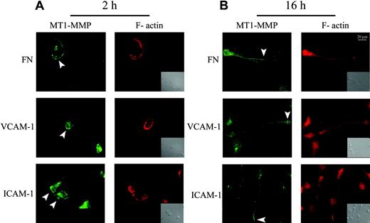Figure 3. MT1-MMP relocalizes to motility-associated membrane protrusions in monocytes migrating on FN, VCAM-1, or ICAM-1. MT1-MMP (green) and F-actin (red) were immunostained in monocytes attached to plates coated with 20 μg/mL FN or 10 μg/mL VCAM-1 or ICAM-1 for 2 hours (A) or 16 hours (B) and stimulated with 100 ng/mL MCP-1 for the last 2 hours. Differential interference contrast (DIC) images are shown in the insets as controls of cell morphology. Arrowheads indicate cellular membrane protrusions, lamellipodia and filopodia, where MT1-MMP is clustered.