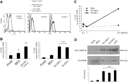 Figure 6. Up-regulation of MT1-MMP expression in monocytes bound to activated endothelium or VCAM-1 or ICAM-1 ligands. (A) MT1-MMP cell-surface expression was analyzed by flow cytometry of fresh isolated monocytes (thin solid line) and of monocytes attached for 16 hours to endothelium stimulated with 20 ng/mL TNF-α for 12 hours. MT1-MMP cell-surface expression was also analyzed in monocytes attached to plates coated with 10 μg/mL recombinant forms of VCAM-1 or ICAM-1 for 16 hours. X63 or labeled avidin was used as negative controls of staining of monocytes on endothelium or on VCAM-1 or ICAM-1, respectively (dotted line). One independent experiment of 3 is represented. (B) The arithmetic means and SD of the percentage of MT1-MMP–positive monocytes (subtracting X63 or labeled-avidin negative control values) under different conditions are shown. n = 3. *P < .05 (versus fresh) and **P < .04 and ***P < .01 (versus BSA). (C) MT1-MMP cell-surface expression was analyzed as described in panel A in monocytes adhered for 16 hours to different doses of BSA, VCAM-1, or ICAM-1. The arithmetic means of the percentage of MT1-MMP–positive monocytes (subtracting labeled-avidin negative control values) are represented for each condition. n = 3. (D) MT1-MMP protein content was estimated by Western blot analysis of total cellular extracts from fresh monocytes or monocytes attached to plates coated as described for panel A. LPS stimulation for 16 hours was included as a positive control. Anti–MT1-MMP LEM-2/15 mAb recognizes immature and mature forms of MT1-MMP of 63 and 60 kDa, respectively. The arithmetic means and SD of the fold induction of the ratio of MT1-MMP to β-actin levels estimated by densitometry are represented (an arbitrary value of 1 was assigned to the MT1-MMP/β-actin ratio in freshly isolated monocytes). n = 4. ***P < .01.