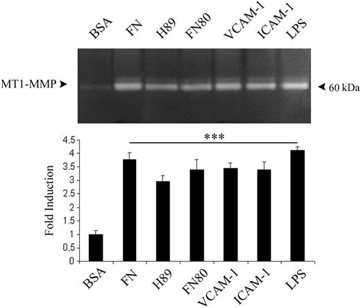 Figure 7. MT1-MMP fibrinolytic activity is increased in human monocytes attached to FN, VCAM-1, or ICAM-1. (Top) Proteolytic activity of MT1-MMP was analyzed in cell extracts from monocytes attached to plates coated with 0.5% BSA, 20 μg/mL FN, 10 μg/mL FN fragments H89 and FN80, or 10 μg/mL VCAM-1 or ICAM-1 for 16 hours by fibrinogen zymography. LPS (10 ng/mL) stimulation for 16 hours was included as a positive control. The main 60 kDa fibrinolytic band observed corresponds to the mature form of MT1-MMP. (Bottom) The arithmetic means and SD of the fold induction of MT1-MMP fibrinolytic activity estimated by densitometry are represented (an arbitrary value of 1 was assigned to the MT1-MMP activity in monocytes attached to BSA). n = 3. ***P < .01.