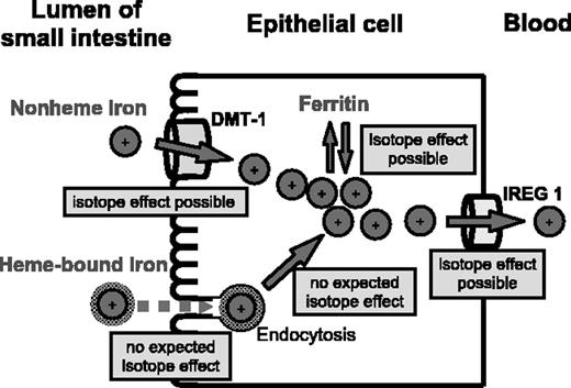 Figure 2. Transfer of heme iron (foods of animal origin) and nonheme iron (plant foods) through the intestinal mucosa into blood. Nonheme iron is taken up by divalent metal transporter-1 (DMT-1), while heme iron enters the epithelial cell by endocytosis. Nonheme iron as well as iron released from heme is either transported by iron regulatory protein 1 (IREG 1) from the epithelial cell to the blood or deposited in ferritin. Isotope effects (isotope fractionation) may occur during transport of preferentially lighter isotopes by DMT-1 or IREG 1 and/or during deposition of heavier iron isotopes into ferritin. In contrast, endocytosis of heme isotopomers (small relative mass differences) and release of iron from the heme molecule (quantitative process) are not expected to be isotope selective.