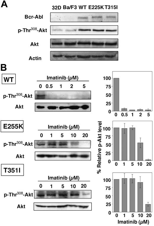 Figure 2. Dose-dependent effect of imatinib mesylate on Akt dephosphorylation in Ba/F3p210Bcr-Abl, Ba/F3p210E255K, and Ba/F3p210T315I cells. (A) Bcl-Abl expression versus phospho-Thr308 Akt levels in 32D, Ba/F3, Ba/F3p210Bcr-Abl (WT), Ba/F3p210E255K (E225K), and Ba/F3p210T315I (T315I) cells. As shown, Akt phosphorylation is up-regulated by Bcr-Abl irrespective of mutations. (B, left) Dose-dependent effect of imatinib mesylate on Akt Thr308 phosphorylation (p-Thr308-Akt) in the 3 cell lines after 36-hour exposure. All immunoblots are representative of 3 independent experiments. (B, right) Bars represent the means of relative p-Akt level compared with the DMSO control of 3 independent determinations ± SD. According to the Jonckheere-Terpstra test, the trend P values were .004 and .022 for E225K and T315I, respectively.