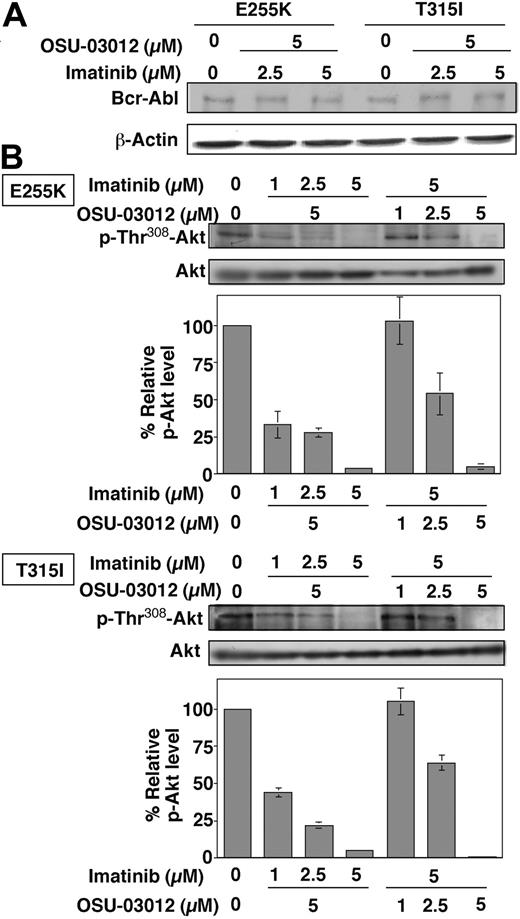 Figure 6. Combination effect of OSU-03012 and imatinib mesylate at different concentrations. Combination effect of OSU-03012 and imatinib mesylate at different concentrations on the state of Bcr-Abl expression (A) and Akt phosphorylation (B) in Ba/F3p210E255K and Ba/F3p210T315I cells. The immunoblots are representative of 3 independent experiments. Bars represent means ± SD (n = 3). No appreciable changes in Bcr-Abl expression levels were noted. However, a decreasing trend of p-Akt with increasing doses of imatinib mesylate and OSU-03012 in combination with 5 μM OSU-03012 and 5 μM imatinib mesylate, respectively.