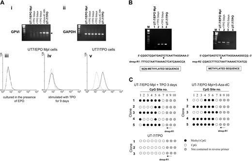 Figure 2. (A, i-ii) TPO induced expression of GPVI on UT-7/EPO Mpl cells. Total RNA was extracted from cells treated with 10 ng/mL TPO for 3, 5, or 9 days or with 10 μM 5-aza-dC for 48 hours. GPVI (i) and GAPDH (ii) mRNA were then amplified by RT-PCR. By this method, GPVI mRNA was detected in cells treated with TPO for 5 or 9 days or in cells treated with 5-aza-dC. (iii-v) Surface expression of GPVI by UT-7/EPO Mpl cells treated with TPO, as determined by flow cytometry. — represents binding of the murine monoclonal antihuman GPVI antibody 204-11; --- corresponds to staining with fluorescein isothiocyanate-labeled secondary antibody alone. (iii) No binding was observed when UT-7/EPO Mpl are cultured in the presence of EPO. (iv) Weak, but reproducible, binding was observed following culture of UT-7/EPO Mpl in the presence of TPO for 9 days. (v) Intense binding is observed when UT-7/TPO are cultured in the presence of TPO. These results are representatives of identical findings made in 3 independent experiments. (B) Methylation-specific PCR of the GP6 promoter CpG island. Reverse primers were designed to distinguish the unmethylated (left) or methylated (right) DNA. The methylation-negative primer dmsp-R1 includes the eighth and ninth CpG sites converted to TG; in the methylation-positive primer msp-R2, the ninth CpG site is conserved as CG. The GP6 product (170 bp) is obtained using dmsp-R1 only when the cells are treated with TPO. (C) Methylation status of GP6 CpG sites in the product amplified with dmsp-R1 and shown in panel B. DNA was isolated from UT-7/EPO Mpl cells stimulated with TPO for 3 days or 5-aza-dC for 48 hours and treated with sodium bisulfite. PCR was performed with the same forward primer used in Figure 1B and dmsp-R1 used as the reverse primer. Amplified DNA was cloned into pGEM-T easy vector, and the methylation status was determined by DNA sequencing. • indicates methylated CpG sites; ○, unmethylated sites; and, sites contained within the reverse primers. Numbers at the top correspond to the same CpG sites shown in Figure 1A.