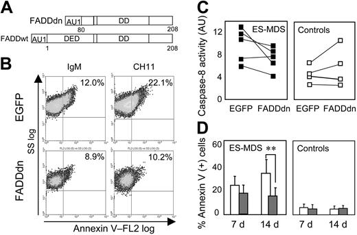 Figure 5. Protection of ES-MDS erythroid precursors from death by FADDdn. (A) Diagram of the FADDdn mutant lacking amino acids 1-80 in the DED of FADDwt. (B) Flow cytometry analysis of annexin V-PE-labeled ES-MDS erythroid precursors treated with 500 ng/mL of the agonistic antibody to Fas (CH11) or of irrelevant IgM on cultures at day 10. The percentages of annexin V-positive cells are indicated. (C) Caspase-8 activity (AU) in FADDdn and EGFP-transduced ES-MDS (n = 5; ▪) and healthy control (n = 4; □) erythroid precursors on culture day 14. (D) Cell death on days 7 and 14 after transduction with EGFP (□) or FADDdn (▦) expressed as mean percentages of annexin V-PE+ cells (± SEM; **P < .005).