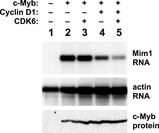 Figure 3. Cell-cycle regulators affect c-Myb activity. Chicken HD-11 macrophage cells were transfected with plasmids expressing c-Myb plus combinations of cyclin D1 and CDK6, as indicated at the top. After 2 days, RNA was prepared and analyzed by Northern blotting for expression of the Myb-inducible Mim1 gene (top) or beta-actin as an RNA loading control (middle). Aliquots of the samples were also analyzed for c-Myb protein expression by Western blotting using anti-Myb antibodies (bottom).