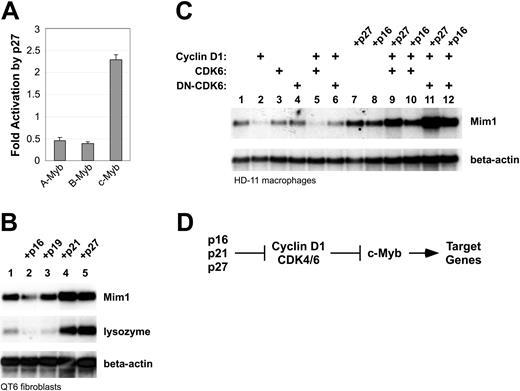 Figure 4. CDK inhibitors affect c-Myb activity. (A) Reporter-gene assays. A Myb-responsive reporter plasmid was transfected into QT6 cells along with plasmids expressing A-Myb, B-Myb, or c-Myb with or without a plasmid expressing p27 Kip1. Data are plotted as mean fold stimulation relative to the samples lacking p27. Error bars illustrate the range of replicate assays performed in parallel. (B) Endogenous gene activation assay. QT6 cells were transfected with combinations of plasmids expressing NF-M plus c-Myb and various CDK inhibitors as indicated at the top. After 2 days, cells were harvested and analyzed by Northern blotting using a probe specific for Mim1 then stripped and sequentially rehybridized with probes for lysozyme and beta-actin (as an RNA loading control). Western blotting showed that equivalent levels of c-Myb were expressed in all the samples (not shown). (C) Effects of cell-cycle regulators. HD-11 cells were transfected with plasmids expressing c-Myb alone (lane 1) or together with plasmids expressing the indicated combinations of cell-cycle regulators. After 2 days, RNA was harvested and analyzed by Northern blotting for the expression of the endogenous Mim1 or beta-actin genes. (D) Regulation summary. The data suggest a regulatory pathway in which increased cyclin D1/CDK inhibits the ability of c-Myb to activate specific target genes. Expression of CDK inhibitors p16, p21, or p27 stimulates c-Myb by inhibiting the activity of the cyclin D1/CDK complex.