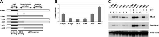 Figure 5. Transferring the p27-responsive domain. (A) Myb protein structures. The diagrams summarize the structures of A-Myb (□) and c-Myb (▦) and illustrate the conserved DNA binding, transcriptional activation, and negative regulatory domains. The highly conserved DNA-binding domain is labeled and shaded black. The diagrammed recombinant proteins were constructed by swapping cDNA fragments at the conserved EcoRI (E) and HincII (H) sites, as indicated. Regions of c-Myb involved in interactions with cyclin D1 and CDK6 or that confer p27 responsiveness are indicated at the bottom. (B) Activation of A-Myb/c-Myb recombinants. QT6 cells were transfected with a Myb-responsive reporter plasmid as described in Figure 4 along with plasmids expressing c-Myb, A-Myb, or the recombinant Myb proteins CEA, CHA, AEC,or AHC, either alone or along with a plasmid expressing p27. The data are plotted as fold activation by p27, relative to the activity observed by the various Myb proteins alone. (C) Target gene activation. QT6 cells were transfected with combinations of plasmids expressing NF-M and various Myb proteins or swap constructs either with or without p27, as indicated at the top. After 2 days, the samples were harvested and analyzed by Northern blotting for Mim1 then stripped and reprobed for lysozyme and beta-actin. Not shown: Western blotting showed that p27 expression had little or no effect on the expression or stability of the Myb proteins.
