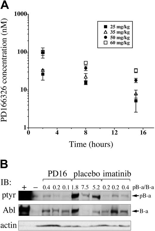 Figure 3. Orally administered PD166326 rapidly reaches concentrations sufficient to inhibit Bcr/Abl tyrosine phosphorylation in vivo. (A) PD166326 was administered to Balb/c mice at the indicated doses (▪, 25 mg/kg; ▵, 35 mg/kg; •, 50 mg/kg; □, 60 mg/kg) twice a day by oral gavage, and plasma PD166326 concentrations were determined at 2, 8, and 15 hours after the last dose at steady state. The error bars indicate the standard error from 3 mice at each dose level. (B) Peripheral blood leukemia cells from mice with the CML-like disease were analyzed by anti-phosphotyrosine (ptyr) or anti-Abl Western immunoblot after a single dose of PD166326 (50 mg/kg), imatinib mesylate (100 mg/kg), or placebo. The ratio of tyrosine-phosphorylated P210 (pB-a) to P210 (B-a) signal was determined by densitometry and is shown above each lane. Ba/F3 cells expressing P210 (+) or not (-) are shown as controls at far left. Anti-actin immunoblot serves as a loading control. Note that the level of P210 expression is not necessarily identical in all animals.33