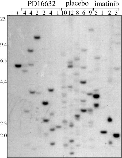 Figure 6. Oligoclonal CML in mice treated with PD166326 or imatinib mesylate. Genomic DNA was prepared from the spleens of mice with the CML-like illness after 3 to 4 weeks of treatment with the indicated drug or placebo and analyzed for the number of unique BCR/ABL proviral integration sites by Southern blot as described in “Materials and methods.” The number of leukemic clones for each sample is indicated at the top. Genomic DNA from a clonal P210 and parental Ba/F3 cell line are shown at left as controls. DNA size markers are indicated at left.