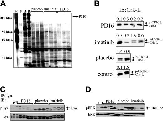 Figure 7. The effect of PD166326 on leukemic cell signaling in vivo. (A) Bone marrow protein lysates from mice with the CML-like disease on chronic PD166326 (PD16), imatinib mesylate, or placebo therapy were analyzed by anti-phosphotyrosine immunoblot. A protein size marker (M) is shown at far left. (B) Spleen protein lysates from PD16-, imatinib mesylate–, or placebo-treated mice were subjected to anti–Crk-L immunoblot (IB) as a surrogate marker of Bcr/Abl kinase activity in vivo. The positions of the upper (phosphorylated; p-Crk-L) and lower (Crk-L; nonphosphorylated) forms are shown at right. The ratio of p-Crk-L/Crk-L was quantitated by densitometry and is shown at the top of each lane. Parental or P210-Ba/F3 cells are shown in the bottom panel as a control. (C) The same samples in panel B were immunoprecipitated with anti-Lyn antibody and probed with an antibody that recognizes activated (pLyn) or total Lyn protein. (D) The same samples in panel B were probed with an antibody that recognizes activated (pERK) or total ERK1/2. The average pERK/ERK ratio by densitometry was 0.8 for PD16, 0.5 for imatinib mesylate, and 0.6 for placebo samples. Lysates from parental (p) and Bcr/Abl-expressing (B) Ba/F3 cells, or NIH 3T3 cells (-) are shown at far left in each panel as controls. The positions of P210BCR/ABL, Lyn, and ERK1/2 are indicated at the arrows.