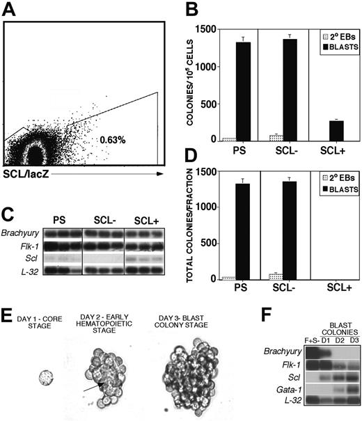 Figure 1. BL-CFC potential of Scl-expressing EB populations and Scl expression during blast colony development. (A) Percentage of cells expressing SCL in day-3 EBs. Boxes indicate the populations isolated by cell sorting. (B) Frequency (colonies/105 cells) of blast colonies in isolated populations; PS indicates presort; SCL-, SCL/lacZ-; SCL+, SCL/lacZ+ fractions. Blast colonies (BLASTS; ▪) and secondary EBs (2° EBs; ▦) were scored after 4 days in culture. Data are presented as mean number of blast colonies from 3 dishes. Bars, where visible, represent SEM. (C) Expression analyses of the PS, SCL-, and SCL+ fractions. Each lane represents the amplified products from 1000 single cells deposited directly into lysis buffer. The 3′ cDNA was prepared and analyzed as described.30,45 (D) Total blast colonies in each fraction. Data are presented as mean number of blast colonies from 3 dishes. Bars, where visible, represent SEM. (E) FLK-1+ SCL/lacZ- cells were isolated from day 3 EBs and replated into hemangioblast cultures. Shown is colony morphology at day 1, the core stage; day 2, the early hematopoietic stage; and day 3, the blast colony stage. Arrow indicates the developing vascular core at the day 2 early hematopoietic stage of blast colony development. Original magnification, × 400. Objective × 40, numerical aperture 0.50. MagnaFire software (Optronics, Goleta, CA) was used to analyze the images. (F) Expression analyses of the starting population and of colonies at the 3 different developmental stages; 105 FLK-1+ SCL/lacZ- (F+ S-) cells, 1000 day 1 and day 2 pooled colonies and 500 day 3 pooled colonies were used for this analysis. Hybridization was carried out with probes designed against the 3′ UTR of the indicated genes. Hybridization to the ribosomal gene L-32 was included to control for the level of cDNA in each lane.