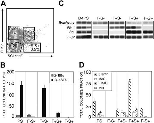 Figure 2. BL-CFC and hematopoietic progenitor content of FLK-1/SCL populations from day 4 EBs. (A) FLK-1-SCL/lacZ- (F-S-), FLK-1+ SCL/lacZ- (F+ S-), FLK-1+ SCL/lacZ+ (F+ S+) and FLK-1-SCL/lacZ+ (F-S+) populations were isolated by cell sorting. Boxes indicate the percentages of different fractions. (B) Total number of blast colonies (BLASTS; ▪) and secondary EBs (2° EBs; ▦) were scored from the unfractionated (PS indicates presort), F-S-, F+ S-, F+ S+, and F-S+ populations. Data are presented as mean number of blast colonies from 3 dishes. Bars, where visible, represent SEM. (C) Expression analyses of isolated fractions. Each lane represents the amplified products from 1000 single cells. Hybridization was carried out with probes designed against the 3′ UTR of the indicated genes. (D) Total number of hematopoietic colonies in each of the indicated fractions. Colonies were categorized as follows: ERY/P (▧), primitive erythroid; MAC (□), macrophages; E/MAC (▨), erythroid-macrophage; and MIX (▦), multilineage. Data are presented as mean number of colonies from 3 dishes. Bars, where visible, represent SEM.