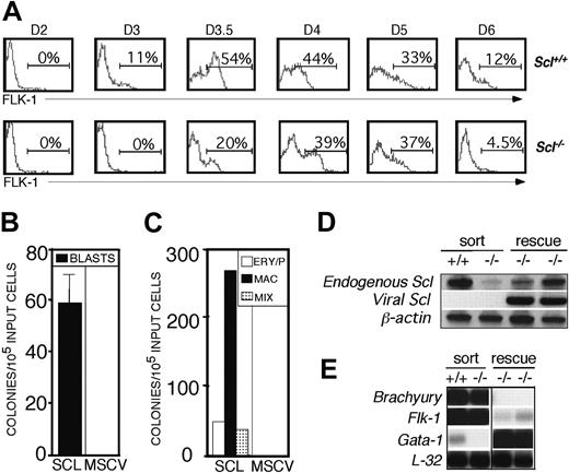 Figure 3. Rescue of blast and hematopoietic colonies from Scl-/- FLK-1+ precursors. (A) Kinetics of FLK-1 expression in Scl+/+ and Scl-/- EBs. Numbers above the graphs indicate the day of differentiation. Percentages of FLK-1+ cells are indicated above the gates. (B) Blast colony potential of day 4 Scl-/- FLK-1+ EB-derived cells following 24 hours of coculture with either SCL or control (MSCV) virus-producing cells. Colony numbers are presented per 105 FLK-1+ cells seeded onto virus-producing cells. Data are presented as mean number of blast colonies from 3 dishes. Bars, where visible, represent SEM. (C) Hematopoietic progenitor potential of the infected populations described in panel B. □ indicates ERY/P; ▪, MAC; and ▦, MIX. Data are presented as mean number of colonies from 3 dishes. Bars, where visible, represent SEM. (D) Expression of the endogenous and viral Scl transcripts in day 3.5 Scl+/+ FLK-1+ (sort, +/+), day 4 Scl-/- FLK-1+ (sort, -/-), and 2 pools of rescued Scl-/- FLK-1+ cells (rescue, -/-) harvested following 3 days of coculture with SCL virus-producing cells (SCLVPCs) and 5 days of expansion in KL, IL-3, and EPO. To facilitate the detection of endogenous Scl, primers were designed against the 3′ UTR of the Scl gene. Detection of viral Scl was carried out using a 5′ primer designed against the 3′ translated region of the Scl gene and a 3′ primer designed against the PGK promoter present only in the retroviral transcript. (E) Expression analyses of the populations described in panel D were performed using probes designed against the 3′ UTR of the indicated genes.
