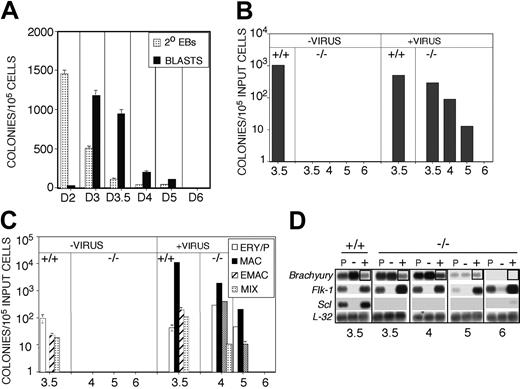 Figure 4. Kinetics of blast and hematopoietic colony rescue from Scl-/- derived populations. (A) Kinetics of blast colony development in Scl+/+ EBs (▦ , 2° EBs; ▪, BLASTS). Numbers below the graph indicate the day of differentiation. Data are presented as mean number of colonies from 3 dishes. Bars, where visible, represent SEM. (B) Blast colony potential of FLK-1+ cells from day 3.5 Scl+/+ EBs (+/+, 3.5) and FLK-1+ cells from day 3.5, 4, 5, and 6 Scl-/- EBs (-/-, 3.5/4/5/6). Colony-forming potential was measured in the various FLK-1+ populations prior to (- virus) and following infection with SCLVPCs (+ virus). Colony numbers are presented per 105 input cells. Data are presented as mean number of colonies from 3 dishes. Bars, where visible, represent SEM. (C) Hematopoietic progenitor potential of FLK-1+ cells from day 3.5 Scl+/+ EBs (+/+, 3.5) and FLK-1+ cells from day 4, 5, and 6 Scl-/- EBs (-/-, 4/5/6). Colony-forming potential was measured prior to (- virus) and following infection with SCLVPCs (+ virus). □ indicates ERY/P; ▪, MAC; ▨, E/MAC; and ▦, MIX. Colony numbers are represented per 105 input cells. Data are presented as mean number of colonies from 3 dishes. Bars, where visible, represent SEM. (D) Expression analyses of the presorted (P), FLK-1- (-) and FLK-1+ (+) fractions from day 3.5 Scl+/+ EBs (+/+) and from the different stage Scl-/- EBs (-/-). Boxes highlight Brachyury expression in FLK-1+ fractions from Scl+/+ and Scl-/- EBs at the indicated time points (in days) shown below the figure.