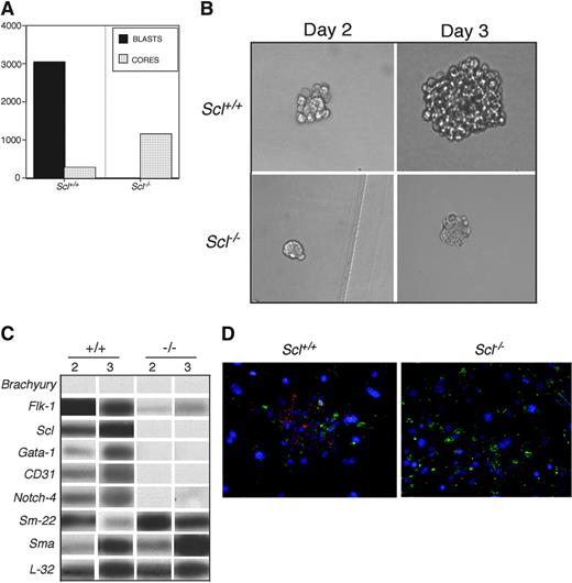 Figure 5. Colony-forming potential of Scl-/- FLK-1+ EB-derived cells. (A) Blast colony (□) and core colony (▦) development from FLK-1+ day 3 Scl+/+ and day 3.5 Scl-/- EBs. Data are presented as mean number of blast colonies and cores per 105 input cells from 3 dishes. (B) Photographs of Scl+/+ blast colonies and Scl-/- cores at day 2 and 3 of development. Original magnification, × 200. Objective × 20, numerical aperture 0.30. MagnaFire software was used to analyze the images. (C) RT-PCR analysis of Scl+/+ (+/+) and Scl-/- (-/-) colonies at days 2 and 3 of growth. Each lane represents a pool of 500 colonies. Hybridization was carried out with probes designed against the 3′ UTR of the indicated genes. (D) Immunohistochemistry of adhesive cells generated from Scl+/+ blast colonies (Scl+/+) and Scl-/- cores (Scl-/-). CD31+ (red) and SMA+ (green) populations are indicated. Original magnification, × 200. Objective × 20, numerical aperture 0.70. OpenLab software was used to analyze the images.