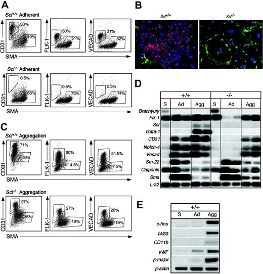 Figure 6. Vascular potential of FLK-1+ cells from Scl+/+ and Scl-/- EBs. (A) FLK-1+ cells from day 3.0 Scl+/+ or day 3.5 Scl-/- EBs were cultured on gelatin-coated wells in the presence of VEGF and bFGF for 3 days. Following culture the cells were harvested and stained for CD31, FLK-1, VECAD, and SMA. Numbers indicate the percentage of the respective populations. (B) Immunohistochemistry of day 3 Scl+/+ FLK-1+ cells (Scl+/+) and day 3.5 Scl-/- FLK-1+ cells (Scl-/-) cultured on fibronectin-coated glass coverslips for 3 days. CD31+ cells are shown in red, whereas the SMA+ cells are indicated in green. Original magnification, × 200. Objective × 20, numerical aperture 0.70. OpenLab software was used to analyze the images. (C) FLK-1+ cells from day 3 Scl+/+ or day 3.5 Scl-/- EBs were allowed to aggregate by culturing at high density in low-adherence plates. The aggregates were cultured for 3 days in VEGF and bFGF and then processed for CD31, FLK-1, VECAD, and SMA as described in panel A. (D) RT-PCR analyses of day 3.0 Scl+/+ FLK-1+ sorted cells (+/+, S), Scl+/+ adherent cells (+/+, Ad), Scl+/+ aggregated cells (+/+, Agg), Scl-/- day 3.5 FLK-1+ sorted cells (-/-, S), Scl-/- adherent cells (-/-, Ad) and Scl-/- aggregated cells (-/-, Agg). Hybridization was carried out with probes designed against the 3′ UTR of the indicated genes. (E) RT-PCR analysis of day 3.0 Scl+/+ FLK-1+ sorted cells (+/+, S), Scl+/+ adherent cells (+/+, Ad), and Scl+/+ aggregated cells (+/+, Agg) for the expression of the macrophage-specific genes c-fms, f4/80, CD11b, for the erythroid-specific gene, β-major, and for the endothelial-specific gene, VWF. β-Actin was used to normalize the content of cDNA in these populations.