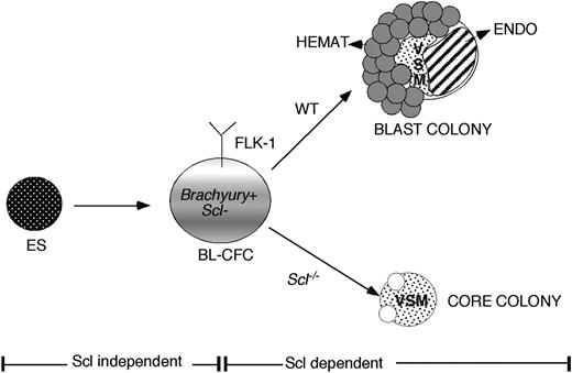 Figure 7. Model of early hemangioblast commitment. The SCL-independent and -dependent phases are indicated. The BL-CFC is represented as a Flk-1+/Brachyury+/Scl- progenitor. In appropriate culture conditions, wild-type (WT) progenitors generate blast colonies composed of the hematopoietic (Hemat), vascular smooth muscle (VSM), and endothelial (endo) lineages. In the absence of SCL, these progenitors fail to generate the hematopoietic and endothelial lineages and give rise to colonies of VSM cells only.