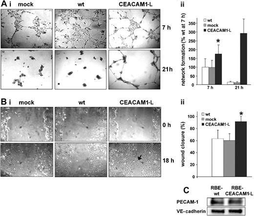 Figure 2. CEACAM1-L enhances network formation on Matrigel and cell migration after monolayer injury. (Ai) Single-cell suspensions of 3 × 104 RBE/wt (wt), mock-transfected (mock), or CEACAM1-L–expressing (CEACAM1-L) cells were transferred on Matrigel-coated plates. Images were taken at the indicated time points after plating. Original magnification, × 10. (ii) Quantification of network formation. Length of interconnections between cell clusters were measured at 7 hours and 21 hours. Length of interconnections relative to wt cells after 7 hours are represented as means ± SD of 3 experiments done in duplicate. *P < .01. (Bi) RBE wild-type (wt), mock-transfected (mock), and CEACAM1-L–expressing (CEACAM1-L) cells were cultured to confluence. Monolayers were scratched with a pipette tip to create a wound, washed with medium, and recultured. Closure of the cell-free area was followed by phase contrast microscopy and photographed at the indicated time points after scratching. CEACAM1-L–expressing RBE cells show single cells migrating into the wounded area (arrow). Original magnification × 25. (ii) The width of the cell-free area was measured at time 0 (scratching) and 18 hours after scratching. Relative closure of the cell-free area is shown in means ± SD (n = 8). *P < .01. (C) Immunoblotting of total cell lysates to determine the expression levels of PECAM-1 and VE-cadherin in RBE wt and CEACAM1-L–expressing cells. The data shown are representative of 2 independent experiments.