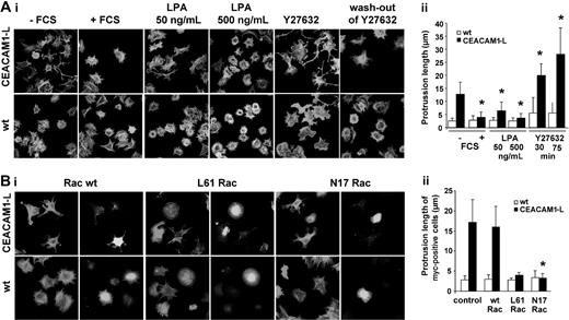 Figure 5. Rho- and Rac-dependent morphology of RBE cells during adhesion to laminin-1. (Ai) Serum-starved wild-type (wt) and CEACAM1-L–expressing cells were plated with or without manipulation on laminin-1 for 75 minutes, fixed, and stained for actin filaments with phalloidin-TRITC. During adhesion, cells were treated without (control, -FCS) or with 10% FCS (+FCS) or LPA (50 and 500 ng/mL) or Rho-kinase inhibitor Y27632 (10 μM) to activate or inhibit Rho-dependent signaling pathways. For demonstration of the reversibility of ROCK inhibition, cells were preincubated with Y27632 (10 μM) for one hour and plated in new serum-free medium without the inhibitor (wash-out). Original magnification, × 400. (ii) Protrusion length in RBE/wt (□) and CEACAM1-L–expressing (▪) cells after treatment with FCS, LPA, and Y27632 was measured with AxioVision software. Means ± SD of 2 independent experiments are shown (n ≥ 20). *Altered protrusion length of CEACAM1-L–expressing cells by the indicated treatment represents significant difference, P < .001. (Bi) Morphology of RBE cells overexpressing Rac1 wt, L61Rac1 (dominant active), or N17Rac1 (dominant negative) on laminin-1. Wild type (wt) and CEACAM1-L–expressing cells were transiently transfected with myc-tagged Rac1 constructs by nucleofection. Then 8 hours later, serum-starved cells were plated on laminin-1 for 75 minutes, fixed, and stained for actin filaments with phalloidin-TRITC (left panels) and with anti–myc-tag antibodies and anti–mouse Cy2-conjugated secondary antibodies (right panels) for visualization of Rac1-construct expression. Original magnification, × 400. (ii) Protrusion length of untransfected (control) or Rac1-construct–transfected RBE cells was measured with AxioVision software. □ indicates wt; ▪, CEACAM1-L–expressing cells. Results are presented as means ± SD of 2 independent experiments (n ≥ 10). *Decrease in protrusion length of CEACAM1-L–expressing cells by dominant-negative Rac1 expression represents significant difference, P < .001.