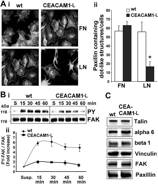 Figure 6. Assembly of focal adhesions and FAK phosphorylation in RBE cells. (Ai) Representative images of serum-starved wild-type (wt) and CEACAM1-L–expressing cells plated on fibronectin (FN) or laminin-1 (LN) for 75 minutes. After removing nonadhering cells, adherent cells were fixed and stained for paxillin. Original magnification, × 400. (ii) Quantification of paxillin-containing dot-like structures per cell. □ indicates wt; ▪, CEACAM1-L–expressing cells. Means ± SD of 3 experiments are shown. *P < .001. (Bi) Serum-starved cells were kept in suspension (S) or attached to laminin-1 for the indicated times. Equal protein amounts were subjected to FAK immunoprecipitation, followed by immunoblotting with antiphosphotyrosine antibodies (PY99). Blots were stripped and reprobed with monoclonal anti-FAK antibodies. A representative immunoblot of 3 independent experiments is shown. (ii) Quantification of FAK-tyrosine phosphorylation during adhesion on laminin-1. ♦ indicates wt; ▪ indicates CEACAM-1–expressing cells. Fold induction represented as means ± SD from 3 independent experiments is shown. (C) Representative immunoblots showing expression levels of α6 and β1 integrins and the integrin-associated proteins talin, vinculin, FAK, and paxillin in RBE wt and CEACAM1-L–expressing cells. The results shown are representative of 2 independent experiments.