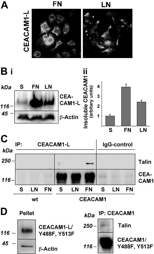 Figure 7. Distribution and cytoskeletal association of CEACAM1-L in RBE cells. (A) Cell surface localization of CEACAM1-L during adhesion and spreading of serum-starved CEACAM1-L–transfected RBE cells on fibronectin (FN) and laminin-1 (LN) 75 minutes after plating. Unpermeabilized cells were stained with mAb Be9.2 and Cy-2–conjugated antimouse secondary antibody. Original magnification, × 400. (Bi) Translocation of CEACAM1-L into the Triton X-100–insoluble fraction during adhesion. The cells were solubilized with 0.5% Triton X-100 and insoluble CEACAM1-L was determined by immunoblotting of the Triton-insoluble fraction. β-Actin was used as a loading control. (ii) The amount of immunoblotted CEACAM1-L was quantified and is shown as the mean of 3 independent experiments ± SD. (C) Coimmunoprecipitation of talin with CEACAM1-L in spreading cells. Cells were kept in suspension (S) or were allowed to adhere for 75 minutes on fibronectin (FN) or laminin-1 (LN). Cells were solubilized and equal amounts of protein were immunoprecipitated with mAb Be9.2. Talin in complex with CEACAM1-L was detected by immunoblotting with mAb 8d4. Blots were reprobed with Be9.2 for detection of CEACAM1-L. A representative immunoblot of 3 independent experiments is shown. (D) Translocation of tyrosine double-mutant CEACAM1-L/Y448F/Y513F into the Triton X-100–insoluble fraction and coimmunoprecipitation of talin with CEACAM1-L/Y448F/Y513F during adhesion to fibronectin. Cells were solubilized 75 minutes after adhesion. CEACAM1-L/Y488513F in the pellet fraction was detected by immunoblotting with Be9.2. Talin in complex with the tyrosine double-mutant CEACAM1-L/Y488513F was detected in Be9.2-immunoprecipitated material with mAb 8d4. Representative immunoblots of 2 independent experiments are shown. IP indicates immunoprecipitation.