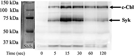 Figure 1. Phosphotyrosine-containing proteins in c-Cbl immunoprecipitates of platelets stimulated with convulxin. Platelets were stimulated with 100 ng/mL convulxin for the indicated times and lysed with NP-40 lysis buffer. Proteins were immunoprecipitated with an antibody to c-Cbl and probed with an antibody to phosphotyrosine. Blots were analyzed on a Fuji LAS-1000 plus imaging system. This experiment and those shown in all other figures are representative of at least 3 similar experiments. Stds indicates protein molecular weight standards.