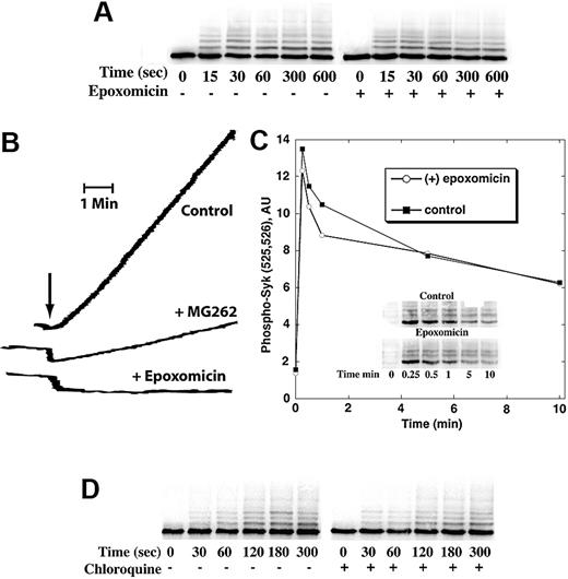 Figure 3. Neither proteasome inhibitors nor lysosomal inhibitors affect the levels of ubiquitinated Syk. (A) Washed platelets were pretreated with the proteasomal inhibitor epoxomicin (1 μM 30 minutes at 37°C) prior to activation by convulxin (100 ng/mL) for indicated times. The platelets were lysed with RIPA buffer and Syk was immunoprecipitated. The blot was probed for Syk. (B) Epoxomicin and MG262 inhibit platelet proteasomal enzymes. Washed platelets were incubated with either epoxomicin (1 μM) or MG262 (1 μM) for 30 minutes at 37°C. The platelets were washed and lysed as described. The lysates were assayed for proteasomal activity with Suc-Leu-Leu-Val-Tyr-AMC as substrate. (C) Measurement of the effect of epoxomicin (○) on ubiquitinated Syk using a phosphospecific (pY525/pY526) antibody. The experiment was similar to panel A, except the Syk immunoblot was probed with phosphospecific (pY525/pY526) antibody. The total material in the Syk and ubiquitinated Syk bands was quantitated for each incubation time and the area plotted in the figure. ▪ indicates control. The inset shows the 2 blots used. The data are representative of 3 experiments. (D) Washed platelets were pretreated with chloroquine (200 μM for 60 minutes at 37°C), a lysosomal inhibitor, prior to activation by collagen for indicated times. The platelets were lysed and Syk was immunoprecipitated. The blots were probed for Syk.