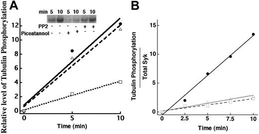 Figure 5. Phosphorylation of tubulin by FK2 immunoprecipitates. (A) Washed platelets were activated with convulxin and lysed in NP-40 buffer. Lysates were treated with FK2 antibody for 1 hour at 4°C followed by 1 hour with Protein A/G PLUS-agarose. The immunoprecipitates were assessed by an in vitro kinase assay in the presence of DMSO (• and —) or 2 μM PP2 (▵ and —) or 200 μM piceatannol (□ and –). The inset shows the blot from which these data were derived. (B) The FK2 fraction of convulxin-activated platelets (• and —) and the total Syk fraction (▵ and –) were assayed for their kinase activity as in Figure 4. The relative protein mass in each fraction was assessed from the immunoblots and activity calculated based on the relative mass. Since the mass of the total Syk was about 10-fold higher than the polyubiquitinated fraction, we also assayed the total Syk fraction after 10-fold dilution (□ and —).