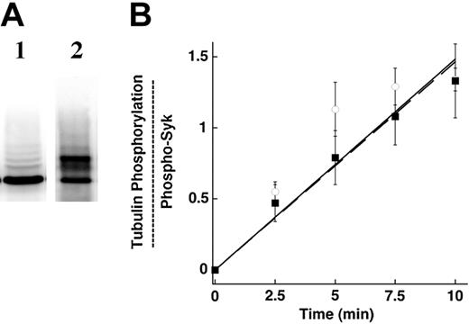 Figure 6. Active Syk is enriched in the ubiquitinated fraction. (A) An immunoblot of ubiquitinated Syk probed with an antibody to total Syk (lane 1) is compared with a blot of ubiquitinated Syk probed with a phosphospecific (pY525/pY526) antibody (lane 2). (B) The FK2 fraction of convulxin-activated platelets (○ and —) and the Syk fraction obtained after the majority of the ubiquitinated form was removed (▪ and —) were assayed for their kinase activity as in Figure 5. The relative protein mass in each fraction was assessed from immunoblots using the phosphospecific antibody for Syk residues pY525/pY526. Error bars indicate standard error of three determinations.