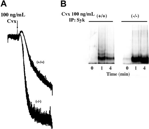 Figure 7. Aggregation and Syk activation in wild type (+/+) and c-Cbl knock-out (-/-) murine platelets. Washed murine platelets were activated for indicated times with 100 ng/mL convulxin (Cvx). (A) Aggregation tracings are shown (the arrow indicates addition of Cvx). (B) Syk was immunoprecipitated as described and immunoblots were probed for phosphotyrosine. This antibody was stripped from the blot and reprobed for Syk (not shown). IP indicates immunoprecipitation.