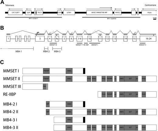 Figure 1. Descriptive diagram of 4p16, MMSET locus, and MMSET proteins. (A) Representation of the 0.5-Mb region of 4p16.3 from the human genome project Build 34.3 flanking known t(4;14) breakpoints. Arrows indicate the direction of transcription. Empty boxes are predicted genes based on mapped image consortium clones. (B) Exon-intron structure diagram of the MMSET gene. The breakpoint cluster regions for MB4-1, MB4-2, and MB4-3 are shown. Solid lines indicate the proper splicing pattern that leads to the production of the MMSET II mRNA species. Alternative splicing events that produce MMSET III and MMSET I are indicated by dotted gray lines. In-frame stop codons are indicated by asterisks. The proper translation initiation site of MMSET is indicated by a solid black arrow, while the alternative translation initiation sites in exon 4 and 6 identified by MC and PLB13 are indicated by gray arrows. The point of transcription initiation of RE-IIBP is indicated by gray square boxes and the translation initiation site is indicated by a dotted black arrow. The approximate locations of the individual qRT-PCR reactions are indicated by dotted black lines. The MMSET total (T) reaction spans exons 8 and 9, while MMSET II spans exons 16 and 17. (C) Conserved domains present in MMSET variants as predicted by SMART protein prediction program.28,29 Shaded boxes indicate the position of the identified protein domains.