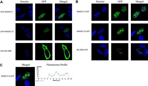 Figure 4. Localization of wild-type MMSET proteins. (A) Live cell localization of MMSET I, MMSET II, and RE-IIBP tagged with GFP at the N-terminus in transiently transfected HeLa cells. The location of the nucleus and nucleoli is identified by the live cell permeable DNA dye, Hoechst. (B) Live cell localization of MMSET I, MMSET II, and RE-IIBP tagged with GFP at the C-terminus. (C) Colocalization of MMSET II–GFP with DNA/chromatin. The fluorescence profile is generated from the area covered by the red arrow. The blue plot represents the intensity of the Hoechst stain; the green plot, the intensity of MMSET II–GFP.