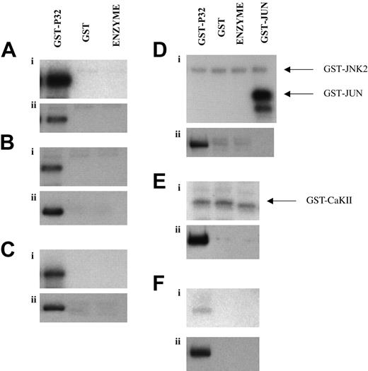 Figure 1. C/EBPϵ is phosphorylated in vitro by ERK2, PKA, and p38 MAP kinase. GST-C/EBPϵ was in vitro kinased by the individual protein kinases and the reaction separated on SDS-PAGE gel and transferred to PVDF membrane. The following enzymes were used: (A) ERK2; (B) p38α MAP kinase; (C) PKA; (D) JNK2; (E) casein kinase 2; (F) calcium-calmodulin kinase II. (i) Phosphorylation was visualized by autoradiography. (ii) The same membrane was subsequently probed with an antibody specific for C/EBPϵ and the results were visualized by enhanced chemiluminescence (ECL; Amersham).