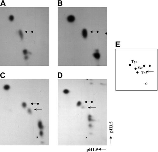 Figure 2. C/EBPϵ is phosphorylated on Thr75 by p38 MAP kinase. In vitro–kinased GST-C/EBPϵ was treated with 6M HCl to liberate the phosphorylated residues that were resolved by 2D electrophoresis in buffers pH 1.9 and pH 3.5. (A) ERK2 and (B) PKA phosphorylated GST-C/EBPϵ. (C) p38 MAP kinase phosphorylated GST-C/EBPϵ. (D) p38 MAP kinase phosphorylated GST-C/EBPϵT75A. (E) A diagrammatic representation of cold phospho–amino acid standards on ninhydrinstained TLC plate. Arrows indicate the location of phosphorylated amino acid residues.