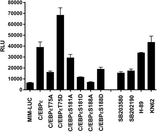 Figure 3. Mutation of Thr75 or addition of p38 MAP kinase inhibitors affects the transactivation ability of C/EBPϵ on a myeloid-specific promoter. Jurkat cells were transfected with the C/EBPϵ constructs and the mim promoter in a luciferase vector. The cells were harvested 48 hours after transfection and luciferase (LUC) and β-galactosidase activities were measured. These results are shown as relative luciferase units (RLUs) representing the mean of 3 experiments.
