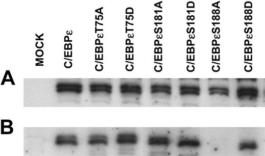 Figure 4. Expression of wild-type and mutant C/EBPϵ proteins. Jurkat cells were transfected with either wild-type or mutant C/EBPϵ expression vectors alone. Forty-eight hours after transfection cells were harvested for total and nuclear protein extraction. Western immunoblot analysis was carried out using an antibody specific for C/EBPϵ. (A) Total protein extract. (B) Nuclear protein extract.
