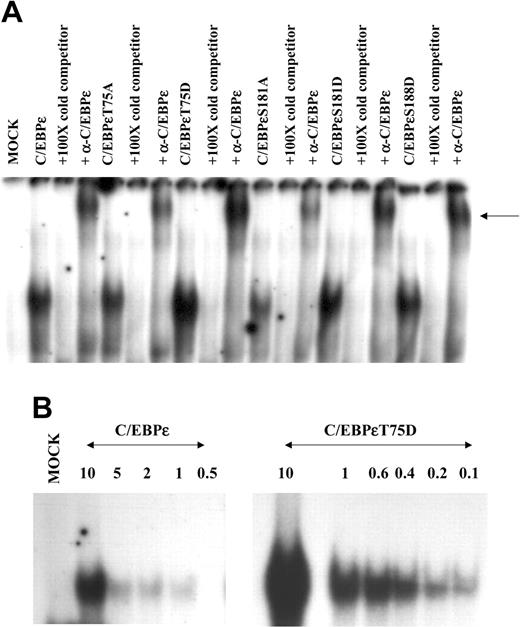 Figure 5. DNA binding affinity of C/EBPϵ is altered by phosphorylation. Gel shift analysis was carried out on nuclear extracts derived from Jurkat cells transfected with wild-type and mutant C/EBPϵ expression plasmids and an oligonucleotide containing the C/EBP site from the mim promoter. (A) Nuclear extracts from transfected Jurkat cells give a slow migrating band with this oligonucleotide. This retarded band can be competed by 100-fold excess of cold double-stranded (ds) oligonucleotide and supershifted by C/EBPϵ-specific antisera. (B) EMSA was carried out using the same amount of nuclear extract with decreasing concentrations of hot oligonucleotides. The gel shifts were analyzed on a Phosphoimager (Molecular Dynamics, Piscataway, NJ) to obtain the radioactive counts of bound and free probe. Scatchard analysis determined the affinity of these C/EBPϵ proteins for the C/EBP site in the mim promoter as follows: C/EBPϵ 7.69 nM; C/EBPϵT75D 0.48 nM.