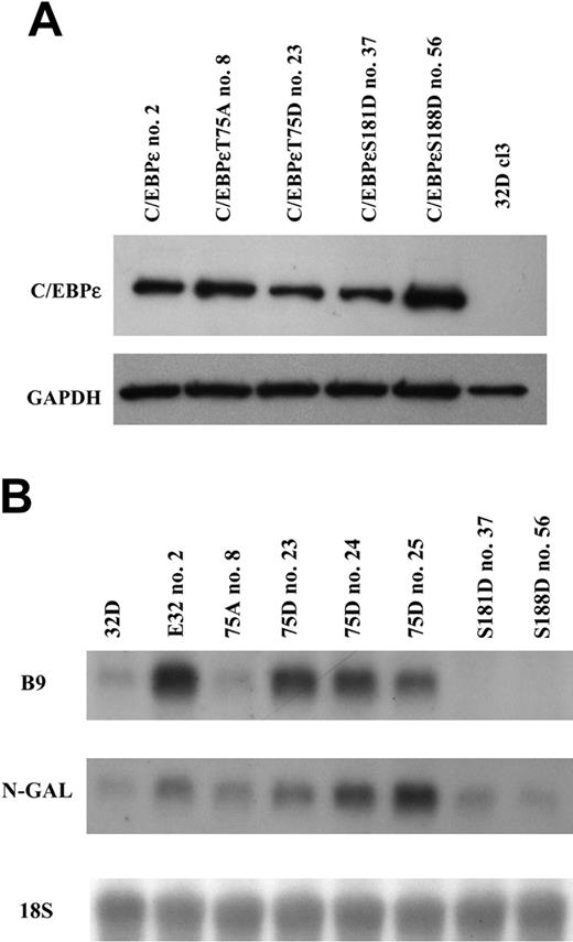 Figure 6. In vivo effects of constitutive expression of C/EBPϵ on endogenous gene expression. (A) Expression of the C/EBPϵ proteins from 32Dcl3 stably transfected cells was analyzed by Western immunoblot on total cell lysate with an antibody specific for C/EBPϵ. Results were visualized by ECL. GAPDH indicates glyceraldehyde 6-phosphate dehydrogenase. (B) Ten micrograms total RNA was examined by Northern blot analysis with probes for the secondary granule genes NGAL and B9.Aprobe specific for 18S was used as the loading control.