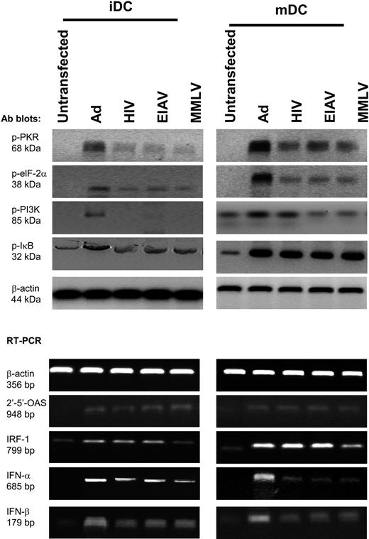 Figure 5. Viral vectors activate dsRNA-triggered antiviral and PI3 kinase/Akt pathways. Following viral infection (MOI 500), iDCs (left column) and mDCs (right column; activated with 20 ng/mL TNF-α, 20 ng/mL IL-1β, 20 ng/mL LPS, and 10 ng/mL PGE2 for 48 hours) were analyzed. Five days after transduction, the DCs were analyzed by Western blotting for expression of phosphorylated PKR, phosphorylated EIF-2α, phosphorylated IκBα, and phosphorylated PI3 kinase as well as β-actin. In addition, RT-PCR was used to analyze mRNA levels of 2′-5′-OAS, IRF-1, IFN-α and -β, and β-actin.