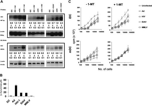 Figure 6. Viral vector up-regulation of IDO has a significant consequence on MLR. (A) Five days after viral transduction of either iDCs or mDCs (activated with 20 ng/mL TNF-α, 20 ng/mL IL-1β, 20 ng/mL LPS, and 10 ng/mL PGE2 for 48 hours) with viral vectors, the cells were analyzed for expression of IDO using RT-PCR Southern and Western blots. The density of the IDO bands (as a ratio to the β-actin levels) are shown below each band, as the mean plus or minus SD of 3 experiments. (B) The activity of IDO was determined by measurement of the concentration of tryptophan breakdown product l-kynurenine in the supernatant of virally transduced cells. (C) In order to determine the functional effect of IDO expression, we used variable numbers of virally transduced iDCs (top row) or mDCs (bottom row) as stimulators in an allogeneic MLR performed in the presence (right column) or the absence (left column) of 500 μM 1-MT, an IDO inhibitor. 3H-thymidine incorporation was determined on day 5. The results are the mean plus or minus SD of triplicate cultures.