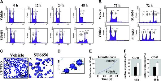 Figure 1. SU6656 induces polyploidization. (A) UT-7/TPO cells were grown in the presence of 10 ng/mL rhTPO + 0.1% DMSO or 10 ng/mL rhTPO + 2.5 μM SU6656 for 48 hours. Cell were partially permeabilized, incubated with RNase and propidium iodide (10 ng/mL), and analyzed by flow cytometry to detect changes in nuclear ploidy under each condition: T = 0, 12, 24, and 48 hours. (B) HEL cells (upper panels) and K562 cells (lower panels) were each cultured for 72 hours under normal growth conditions (+ 0.1% DMSO) or in the presence of 2.5 μM SU6656 (+ 0.1% DMSO). Nuclear ploidy was determined by flow cytometry. Bars mark the DNA contents of 2N, 4N, 8N, 16N, and 32N. (C) Cells were cultured for 48 hours with 10 ng/mL rhTPO in the absence or presence of 2.5 μM SU6656. Morphologic changes were examined by staining cytocentrifugation preparations with Wright-Giemsa (magnification × 100). (D) Cytoplasmic protrusions are seen in the presence of SU6656 as show by Wright-Giemsastained UT-7/TPO cells at higher magnification (× 400) after 72 hours. (E) UT-7/TPO cells were cultured from an initial density of 1 × 105/mL in media containing rhTPO ± SU6656 (2.5 μM). Each day, the cell number was counted using a hemocytometer and methylene blue to exclude nonviable cells. (F) Flow cytometric analysis of indirect immunofluorescence staining of SU6656-treated and untreated cells with anti-CD41-APC, or CD61-APC, and an isotype-matched irrelevant control APC antibody. The percentage of CD41/CD61 cells is an average of 4 independent experiments. Error bars indicate standard deviation. Mean values are significantly different from untreated cells (CD41, P < .05; CD61, P < .01).