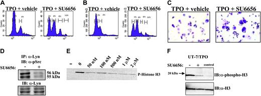 Figure 2. MK maturation of normal and MDS marrow in response to SU6656. (A) Primary human CD34 +/CD38lo cells were cultured in a 4-cytokine media for 10 days as previously described.7 After 10 days, cultures were washed and resuspended in serum-free media containing 35 ng/mL rhTPO. Cells were then cultured in the absence (vehicle) or the presence of 2.5 μM SU6656. After 72 hours, the samples were labeled with propidium iodide and analyzed by flow cytometry to detect ploidy classes. (B) Mononuclear cells from an individual with myelodysplastic syndrome were cultured in the presence of rhTPO (35 ng/mL) for 5 days in the absence or presence of SU6656 (2.5 μM). Cells were treated with 0.1% SDS, RNase, and propidium iodide. Nuclear ploidy was determined by flow cytometry and plotted on a semilog scale (1 × 106 events/sample). (C) MDS primary cell cultures were cytospun onto glass slides and stained with Wright-Giemsa. The photographs show representative fields of preparations at × 50 magnification. (D) Cell lysates were generated from MDS primary cells under each culture condition. Lyn was immunoprecipitated with anti-Lyn antibody (Santa Cruz Biotech, Santa Cruz, CA), analyzed by Western blot, and probed with antiphospho-Src (Tyr416) (Cell Signaling). Blots were stripped and reprobed with appropriate antibodies to ensure an equal amount of protein in each lane. (E) Purified active Aurora kinase B (lane -: no Aurora kinase B) was preincubated with SU6656 (0-2 μM) prior to the addition of the substrate (dephosphorylated histone H3). Histone H3 phosphorylation detected by Western blotting using a phospho-specific H3 antibody. (F) Aurora B kinase was immunoprecipitated from UT-7/TPO lysates, and kinase activity was assayed using purified histone H3 as a substrate. Phosphorylation was detected by blotting with phospho-specific histone H3 antibody. Blots were reprobed with antibody to histone H3. Control lane contains purified histone H3 alone. IB indicates immunoblot.