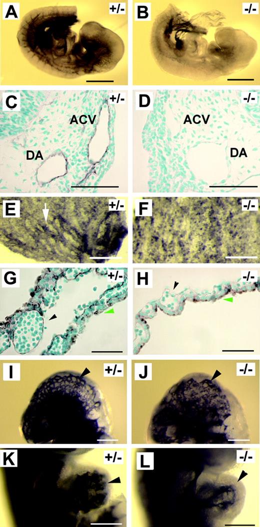 Figure 2. Tie2 protein level is significantly reduced in p110α-deficient mice. (A-H) Anti–Tie2 IHC staining. (A-B) Whole-mount anti-Tie2 IHC of E9.5 embryos. (C-D) Transverse sections of anti-Tie2–stained embryos (at the level of branchial arches). DA indicates dorsal aorta. (E-F) E9.5 yolk sac membranes after whole-mount anti-Tie2 staining. Arrow in panel E points to a Tie2-positive blood vessel. (G-H) Histologic sections of anti-Tie2–stained yolk sac membranes. Arrowheads in panels G and H point to endothelial linings of vascular lumens. Green arrows mark the endoderm. Staining signals on the endoderm were the result of nonspecific antibody binding. (I-L) Anti–Flk-1 IHC staining. (I-J) Head vasculature (arrowheads). (K-L) Embryonic hearts. Arrowheads point to endocardial linings. Images were captured as described in Figure 1, except that methyl green was used as counterstaining dye for panels C, D, G, and H. Scale bars: (A-B) 500 μm; (C-D, G-H) 50 μm; (E-F, I-L) 200 μm.