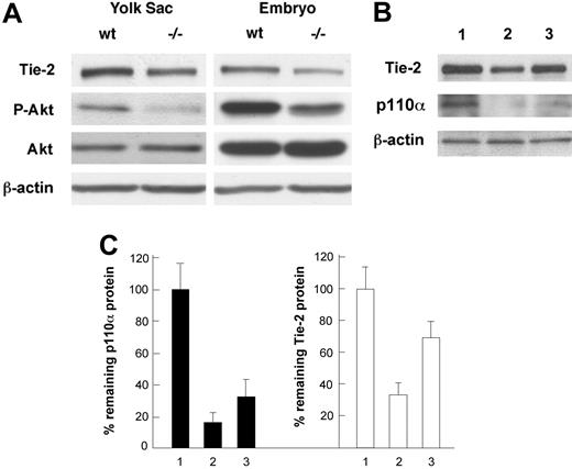 Figure 3. Analyses of Tie2 protein levels in embryos and cultured endothelial cells by Western blotting. (A) Analyses of Tie2 protein levels in wild-type (wt) and Pik3ca-/- (-/-) tissues. Tie2 is significantly reduced in Pik3ca-/- embryos and yolk sacs. Akt expression is unaltered, but its phosphorylation level (P-Akt) is reduced in Pik3ca-/- tissues. Western blots are representative of 3 repeats. (B) Effect of p110α knock-down on Tie2 expression. Lane 1, LacZ siRNA as control; lane 2, 80 pmol/mL of p110α SmartPool siRNA; lane 3, 20 pmol/mL of p110α SmartPool siRNA. (C) Bar graph representation of results shown in panel B. p110α and Tie2 protein levels are shown as percentages of remaining protein levels relative to lacZ siRNA control. Numbers on the horizontal axis correspond to lane numbers in panel B.