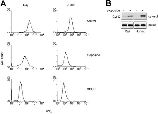 Figure 2. Etoposide triggers mitochondrial perturbations in the Raji BL cell line. Dissipation of mitochondrial membrane potential (A) and release of cytochrome c (B) in etoposide-treated Raji BL cells was evaluated by flow cytometry and immunoblotting of cytosolic extracts versus mitochondrial pellets (30 μg per lane), respectively. CCCP was used as a positive control for membrane depolarization. Jurkat cells were included for comparison in panels A and B. Results are representative of at least 3 independent experiments.