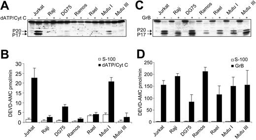 Figure 3. Lack of cytochrome c-dependent activation of pro–caspase-3 in BL cell lines. (A) S-100 cytosols were prepared from the Jurkat and BL cell lines, and exogenous dATP and cytochrome c (dATP/Cyt c) were introduced to initiate caspase activation. Processing of pro–caspase-3 was determined by Western blotting. (B) Measurement of caspase-3–like enzyme activity by DEVD-AMC cleavage in Jurkat and BL cell lines treated as in panel A. □ indicates S-100 cytosols alone; ▪, with exogenous dATP and cytochrome c. Results are depicted as mean values ± SDs (n = 3). (C) Granzyme B (GrB) processing of pro–caspase-3 remains intact in BL-derived cell lines. S-100 cytosols from a panel of BL cell lines were incubated for 30 minutes with recombinant human granzyme B, and samples were assessed for processing of pro–caspase-3 (using specific anti–caspase-3 antibodies) and for caspase-3–like enzyme activity (D), using the fluorogenic DEVD-AMC substrate. Cytosolic extracts from Jurkat cells were included as a positive control. In D, □ indicates S-100 cytosols alone; ▪, with granzyme B. Results in panel D are depicted as mean values ± SDs (n = 3).